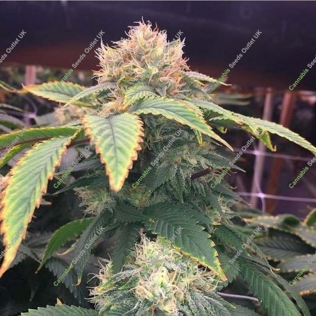 The Merkabah Regular Marijuana Strain by Delta 9 Labs For Sale Online at Cannabis Seeds Outlet