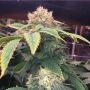The Merkabah Regular Marijuana Strain by Delta 9 Labs For Sale Online at Cannabis Seeds Outlet