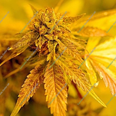 The Simpson Kush Regular Marijuana Strain by Delta 9 Labs For Sale Online at Cannabis Seeds Outlet