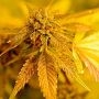The Simpson Kush Regular Marijuana Strain by Delta 9 Labs For Sale Online at Cannabis Seeds Outlet