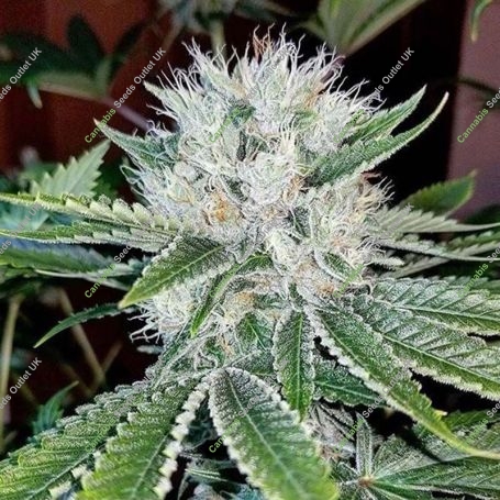Al Capone OG Regular Marijuana Strain by Dankonomics For Sale Online at Cannabis Seeds Outlet