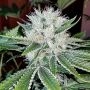Al Capone OG Regular Marijuana Strain by Dankonomics For Sale Online at Cannabis Seeds Outlet