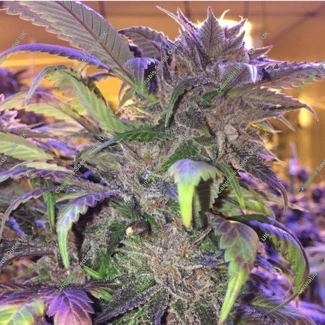 Blueberry Teeth IBL Regular Marijuana Strain by Dankonomics For Sale Online at Cannabis Seeds Outlet