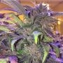 Blueberry Teeth IBL Regular Marijuana Strain by Dankonomics For Sale Online at Cannabis Seeds Outlet