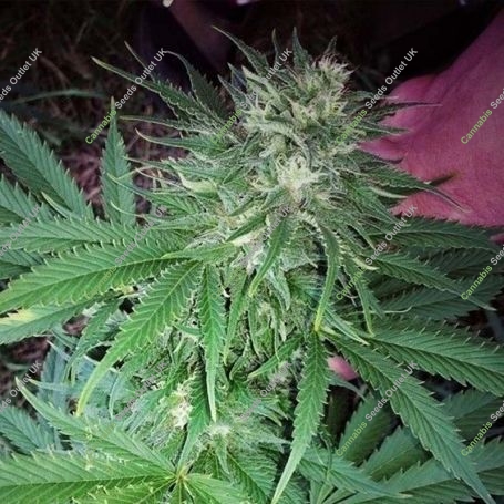 Banana Quin Regular Marijuana Strain by Dankonomics For Sale Online at Cannabis Seeds Outlet
