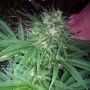 Banana Quin Regular Marijuana Strain by Dankonomics For Sale Online at Cannabis Seeds Outlet
