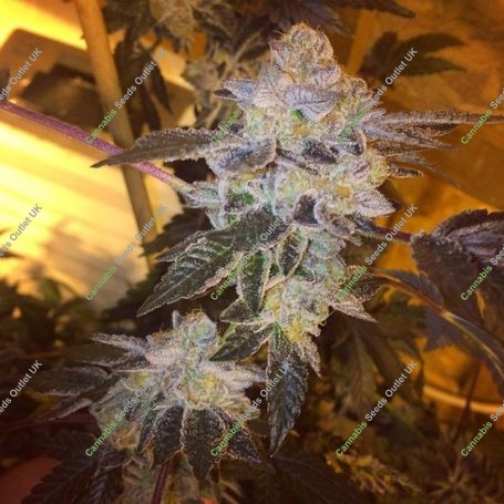 Cookie Tooth Regular Marijuana Strain by Dankonomics For Sale Online at Cannabis Seeds Outlet