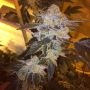 Cookie Tooth Regular Marijuana Strain by Dankonomics For Sale Online at Cannabis Seeds Outlet
