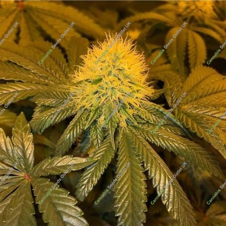 Orange Tooth Regular Marijuana Strain by Dankonomics For Sale Online at Cannabis Seeds Outlet