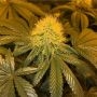 Orange Tooth Regular Marijuana Strain by Dankonomics For Sale Online at Cannabis Seeds Outlet