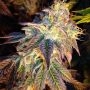 Sour Tooth No.4 Regular Marijuana Strain by Dankonomics For Sale Online at Cannabis Seeds Outlet