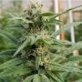 Tooth Wreck Regular Marijuana Strain by Dankonomics For Sale Online at Cannabis Seeds Outlet