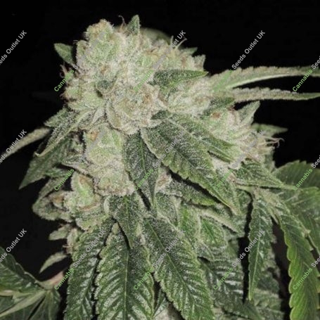 Triangle Tooth Regular Marijuana Strain by Dankonomics For Sale Online at Cannabis Seeds Outlet