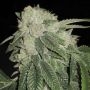 Triangle Tooth Regular Marijuana Strain by Dankonomics For Sale Online at Cannabis Seeds Outlet