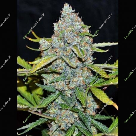 CBG Auto Feminized Marijuana Strain by Cannabiogen For Sale Online at Cannabis Seeds Outlet