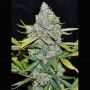 CBG Auto Feminized Marijuana Strain by Cannabiogen For Sale Online at Cannabis Seeds Outlet