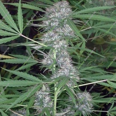 Caribe Regular Marijuana Strain by Cannabiogen For Sale Online at Cannabis Seeds Outlet