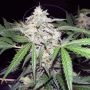 Chapita Regular Marijuana Strain by Cannabiogen For Sale Online at Cannabis Seeds Outlet
