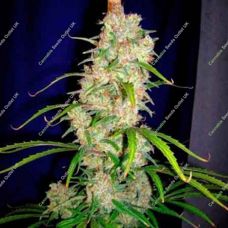 Destroyer Regular Marijuana Strain by Cannabiogen For Sale Online at Cannabis Seeds Outlet