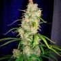 Destroyer Regular Marijuana Strain by Cannabiogen For Sale Online at Cannabis Seeds Outlet