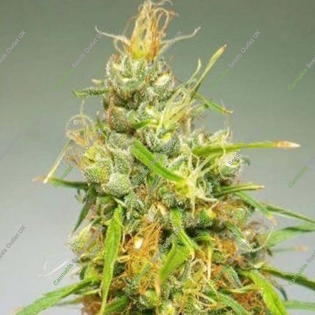 Durban Regular Marijuana Strain by Cannabiogen For Sale Online at Cannabis Seeds Outlet