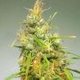 Durban Regular Marijuana Strain by Cannabiogen For Sale Online at Cannabis Seeds Outlet