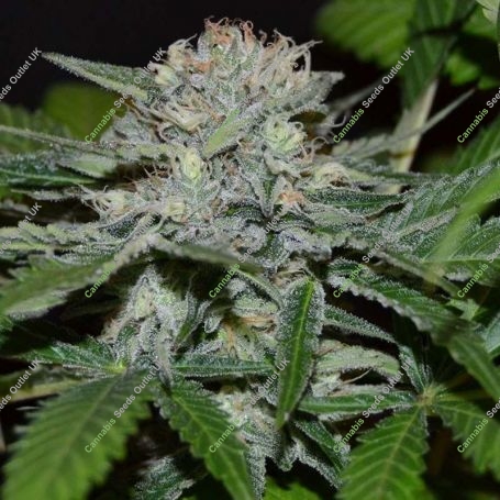 Hash Fruit Regular Marijuana Strain by Cannabiogen For Sale Online at Cannabis Seeds Outlet