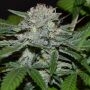Hash Fruit Regular Marijuana Strain by Cannabiogen For Sale Online at Cannabis Seeds Outlet