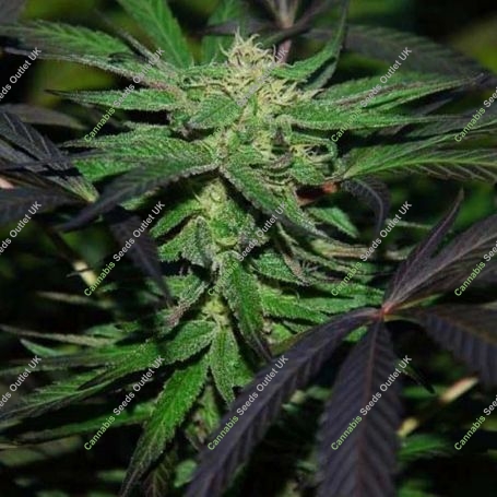 Mangobiche Kush Regular Marijuana Strain by Cannabiogen For Sale Online at Cannabis Seeds Outlet