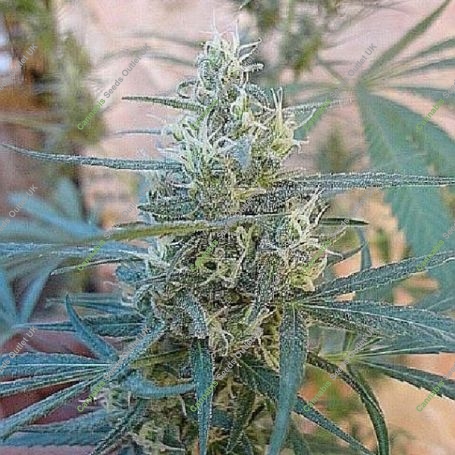 Mangobiche Regular Marijuana Strain by Cannabiogen For Sale Online at Cannabis Seeds Outlet