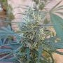 Mangobiche Regular Marijuana Strain by Cannabiogen For Sale Online at Cannabis Seeds Outlet