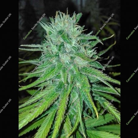 Michoacan Cream Regular Marijuana Strain by Cannabiogen For Sale Online at Cannabis Seeds Outlet
