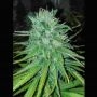 Michoacan Cream Regular Marijuana Strain by Cannabiogen For Sale Online at Cannabis Seeds Outlet