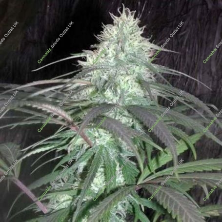 Nepal Jam Regular Marijuana Strain by Cannabiogen For Sale Online at Cannabis Seeds Outlet