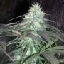 Nepal Jam Regular Marijuana Strain by Cannabiogen For Sale Online at Cannabis Seeds Outlet