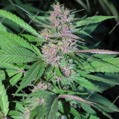 Pakistan Chitral Kush Feminized Marijuana Strain by Cannabiogen For Sale Online at Cannabis Seeds Outlet