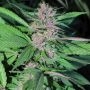 Pakistan Chitral Kush Feminized Marijuana Strain by Cannabiogen For Sale Online at Cannabis Seeds Outlet