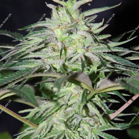 Panama DC Regular Marijuana Strain by Cannabiogen For Sale Online at Cannabis Seeds Outlet
