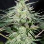 Panama DC Regular Marijuana Strain by Cannabiogen For Sale Online at Cannabis Seeds Outlet