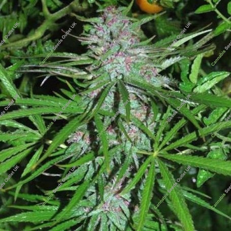 Panama Regular Marijuana Strain by Cannabiogen For Sale Online at Cannabis Seeds Outlet