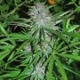Panama Regular Marijuana Strain by Cannabiogen For Sale Online at Cannabis Seeds Outlet