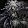 Peyote Purple Reg Cannabiogen Cannabis Seeds