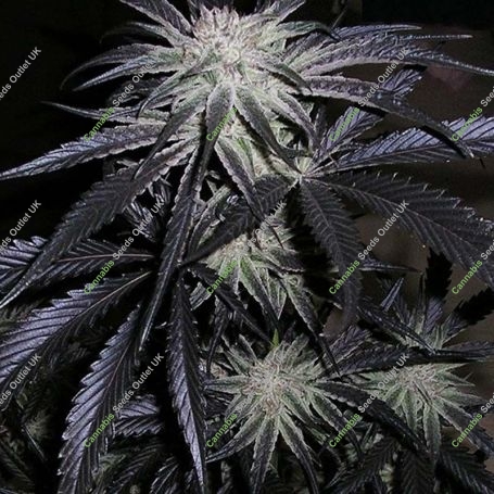 Peyote Purple Regular Marijuana Strain by Cannabiogen For Sale Online at Cannabis Seeds Outlet