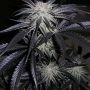 Peyote Purple Regular Marijuana Strain by Cannabiogen For Sale Online at Cannabis Seeds Outlet