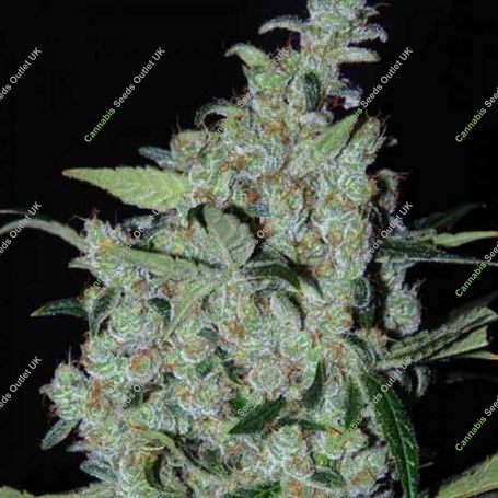 Purple Mexican Feminized Marijuana Strain by Cannabiogen For Sale Online at Cannabis Seeds Outlet