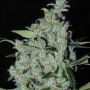 Purple Mexican Feminized Marijuana Strain by Cannabiogen For Sale Online at Cannabis Seeds Outlet