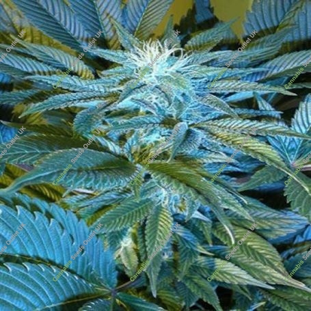Sandstorm Regular Marijuana Strain by Cannabiogen For Sale Online at Cannabis Seeds Outlet