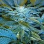 Sandstorm Regular Marijuana Strain by Cannabiogen For Sale Online at Cannabis Seeds Outlet