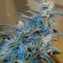 Sugarloaf Regular Marijuana Strain by Cannabiogen For Sale Online at Cannabis Seeds Outlet