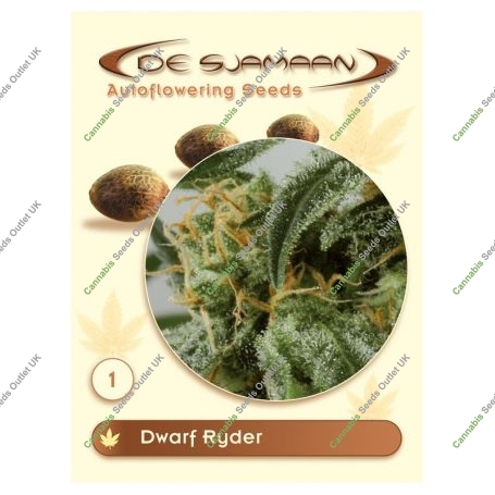 Dwarf Ryder Auto Feminized Marijuana Strain by De Sjamaan Seeds For Sale Online at Cannabis Seeds Outlet